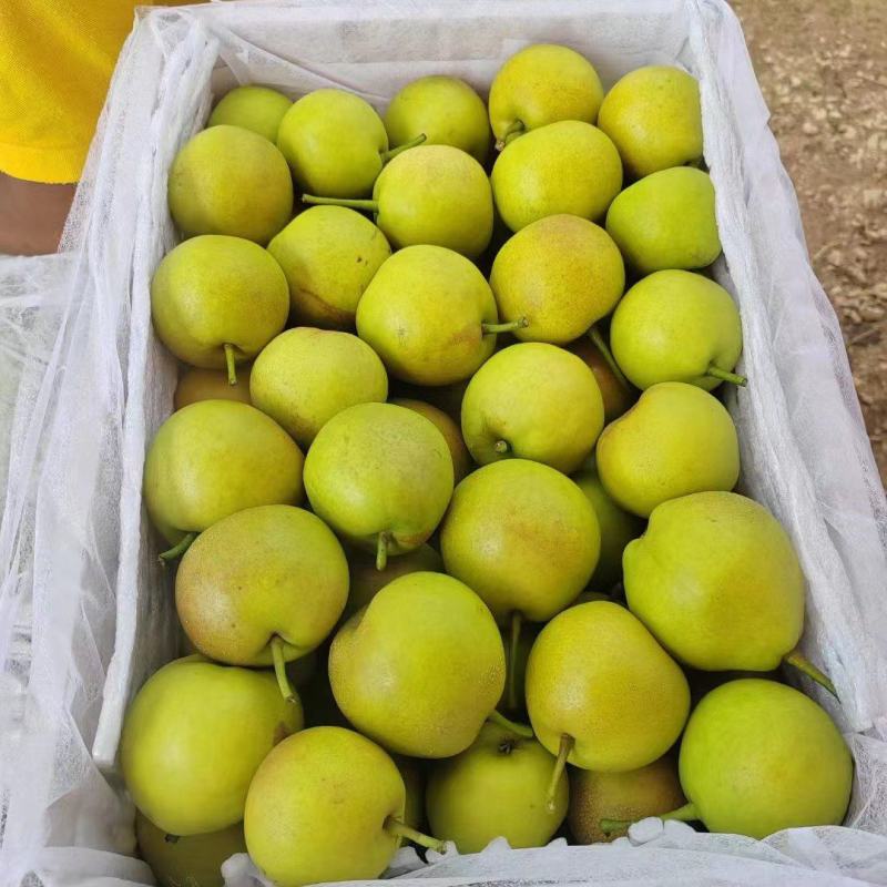 云南蜂糖梨口感香甜脆