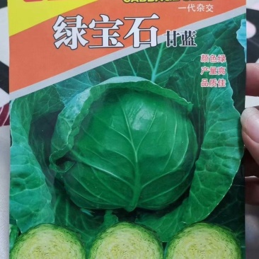 【精】【软甘蓝】绿宝石杂交甘蓝种子绿宝甘蓝种子10g
