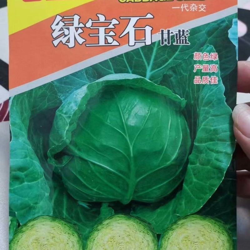 【精】【软甘蓝】绿宝石杂交甘蓝种子绿宝甘蓝种子10g
