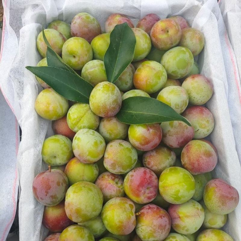 湖北李子基地:红心李，澳洲红，八宝丹、黑布林……