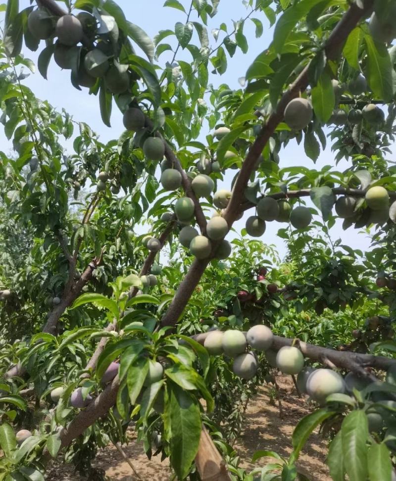 湖北李子基地:红心李，澳洲红，八宝丹、黑布林……