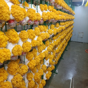 金耳菌大型种植基地，鲜品，干品，，支持一件代发，寻求线上商