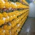 金耳菌大型种植基地，鲜品，干品，，支持一件代发，寻求线上商