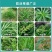 海特农化10%精草铵膦铵盐主帅非耕杂草牛筋草除草剂农药