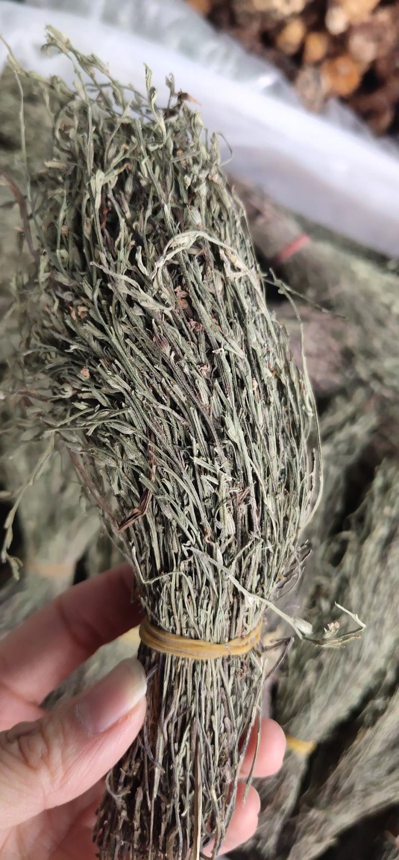 独脚金2023年独角金疳积草独脚甘独脚柑新鲜晒干野生