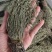 独脚金2023年独角金疳积草独脚甘独脚柑新鲜晒干野生