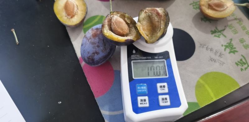 兰西梅红西梅法兰西西梅山西运城绛县