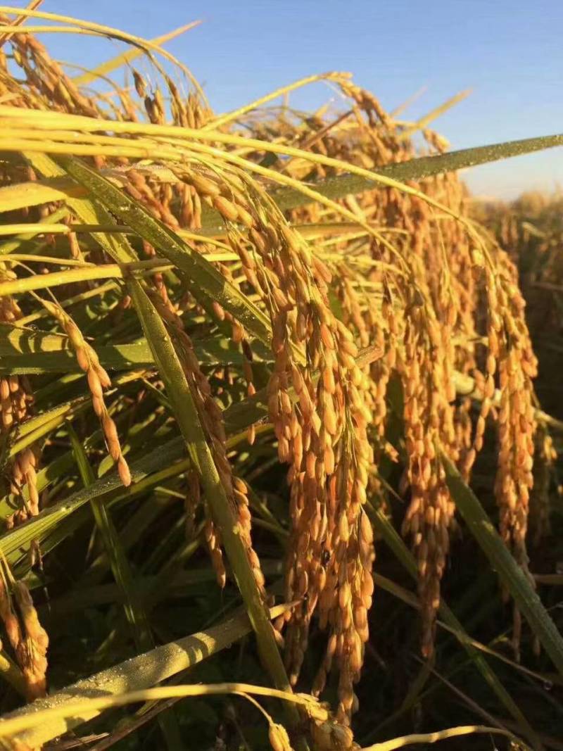 香稻夫象牙粘