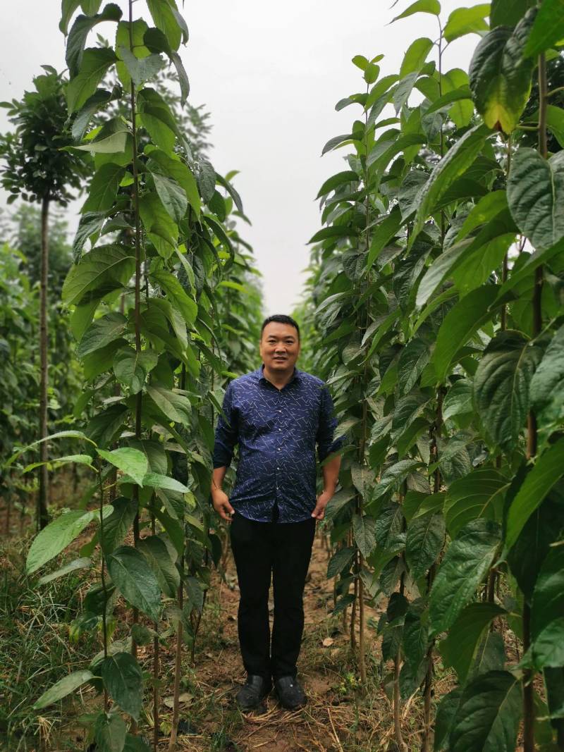 杜仲苗（自家优质杜仲苗圃基地，米经4一一8公分杆直冠好）