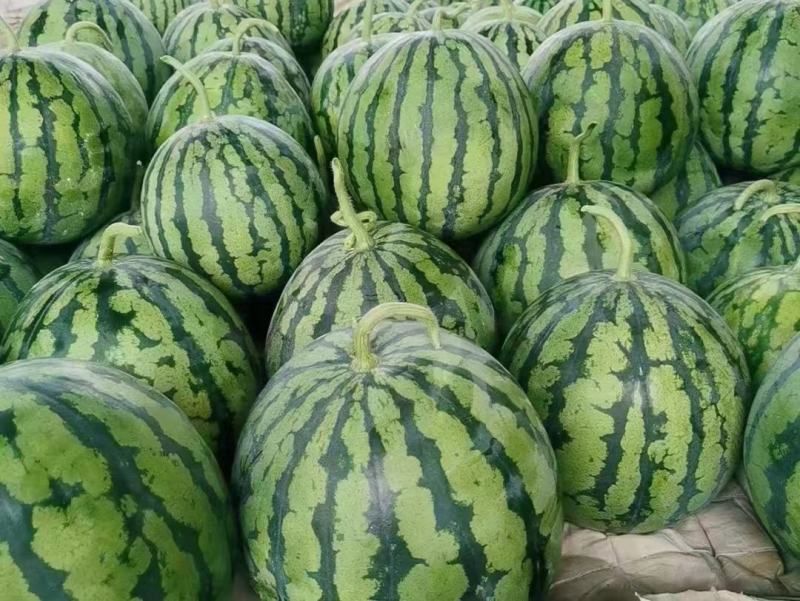 枝江美都无籽西瓜/8424麒麟瓜大棚瓜产地直发整车发