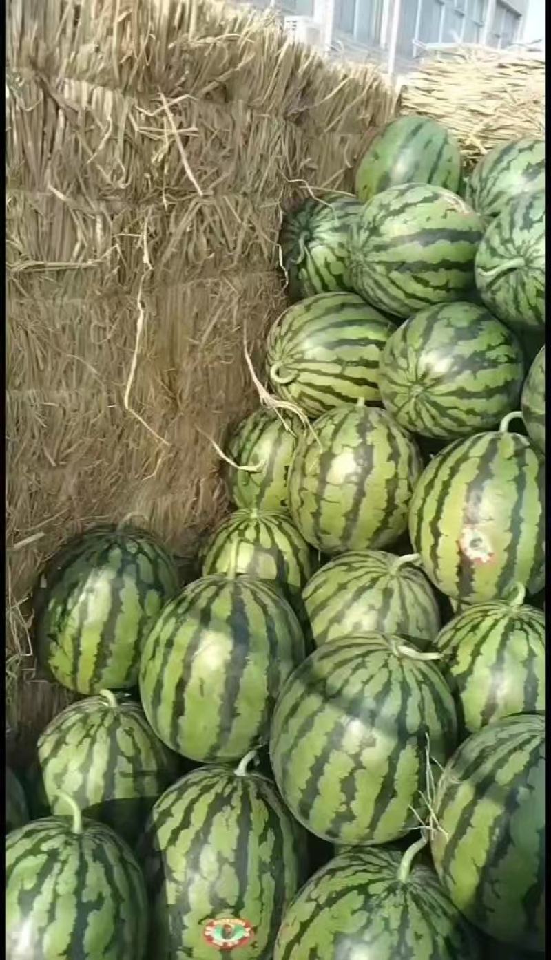 枝江美都无籽西瓜/8424麒麟瓜大棚瓜产地直发整车发