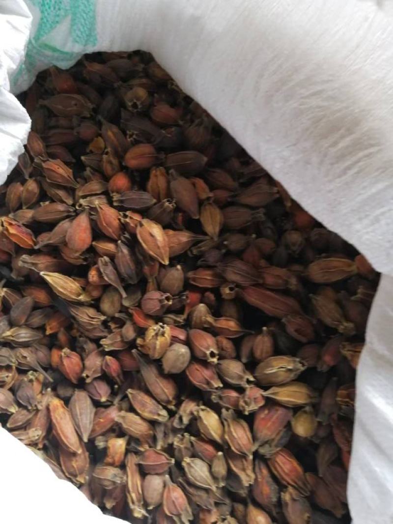 黄栀子干果（中药材），果实全红。质量非常的好，药含量达标