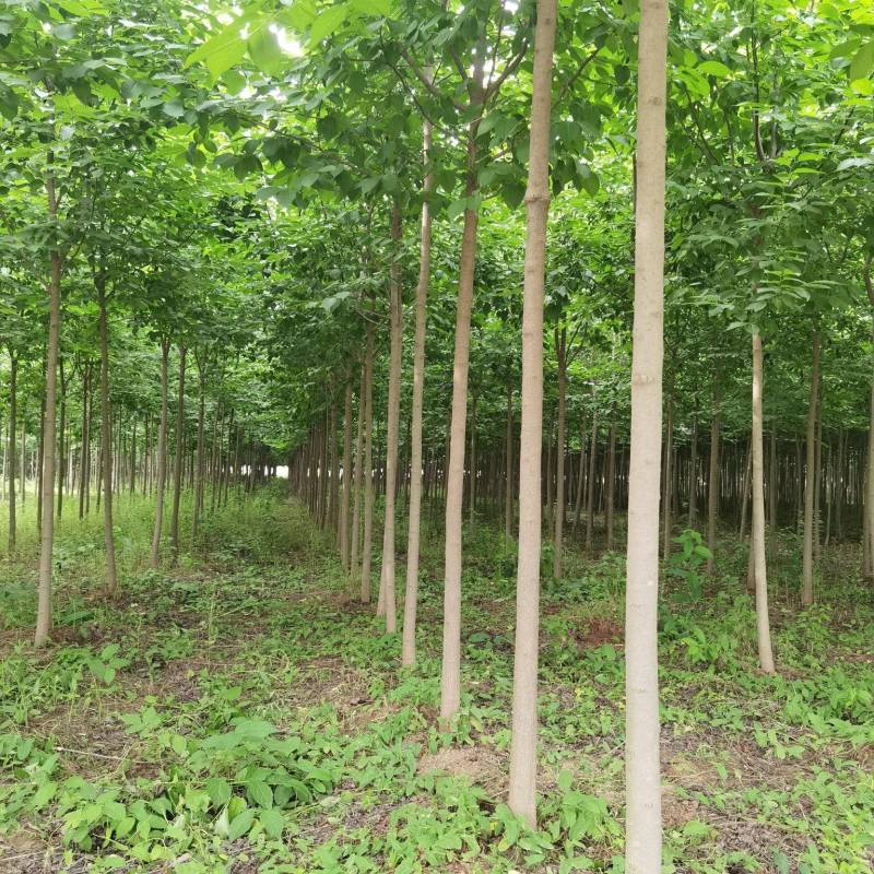 杜仲苗（自家优质杜仲苗圃基地，米经4一一8公分杆直冠好）