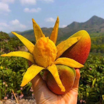 新鲜水果芒果大贵妃芒非大青芒玉芒一件代发10斤包邮