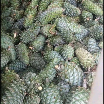 松塔产新一手货源