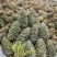 松塔产新一手货源