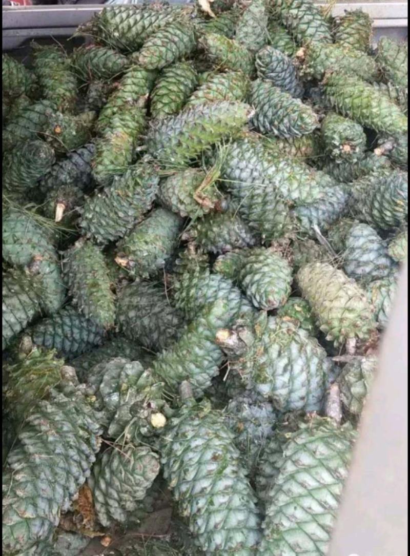 松塔产新一手货源