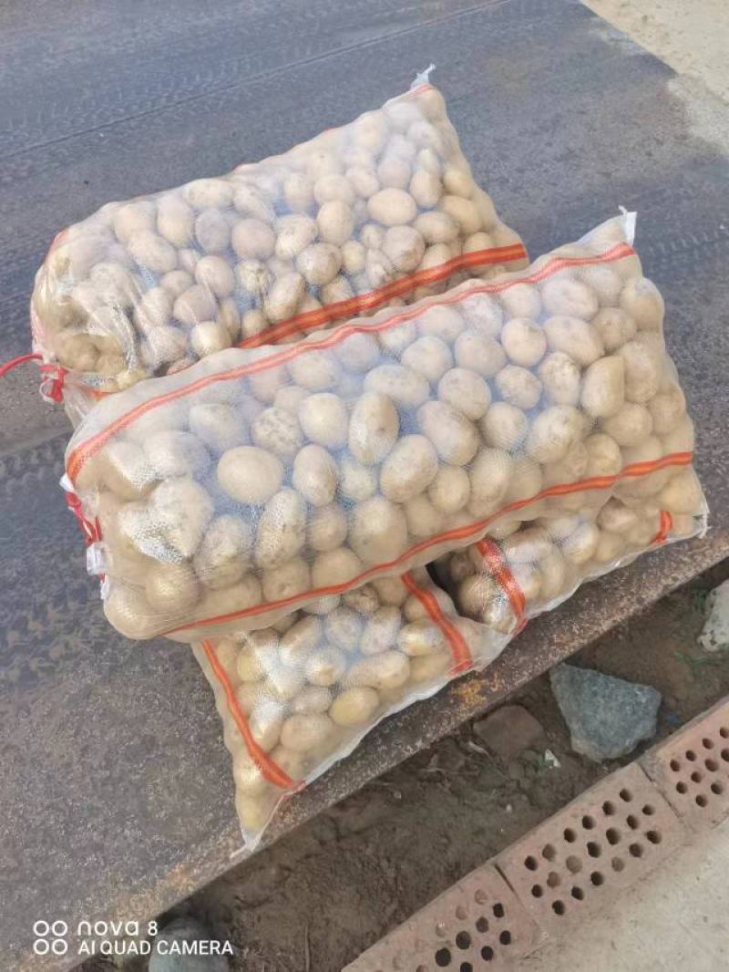 精品土豆，黄皮黄心土豆，质量好，沃土个头大，商超品质好