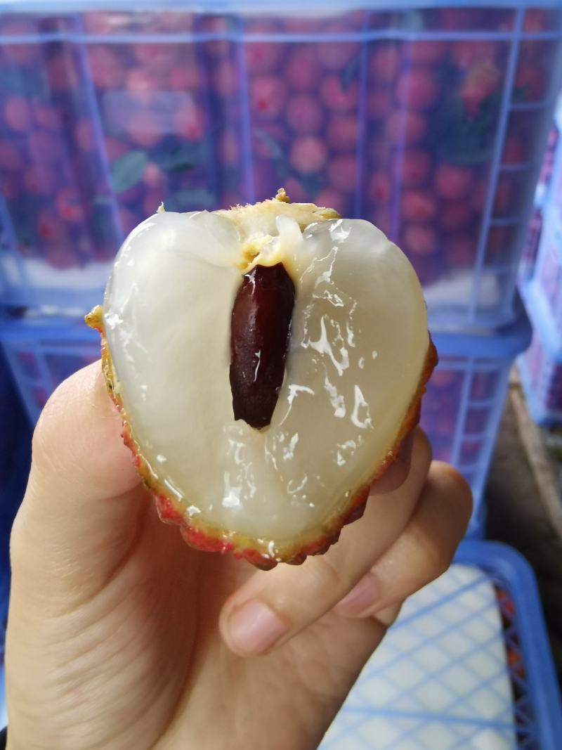 广东白腊，妃子笑，桂味荔枝大量供应