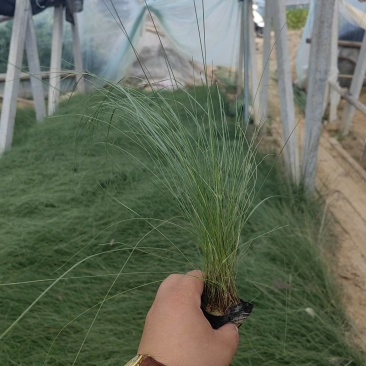 粉黛乱子草花卉盆景一手货源全国代发可视频看货靠谱