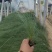 粉黛乱子草花卉盆景一手货源全国代发可视频看货靠谱