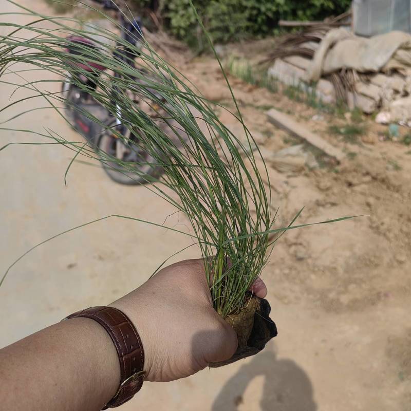 粉黛乱子草花卉盆景一手货源全国代发可视频看货靠谱
