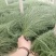 粉黛乱子草花卉盆景一手货源全国代发可视频看货靠谱