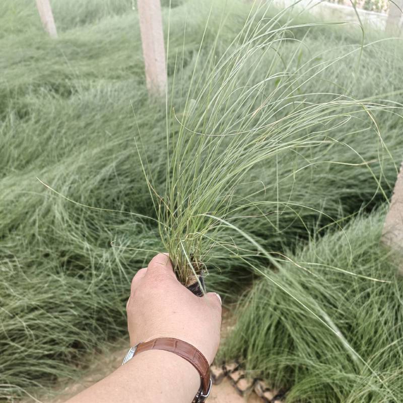 粉黛乱子草花卉盆景一手货源全国代发可视频看货靠谱