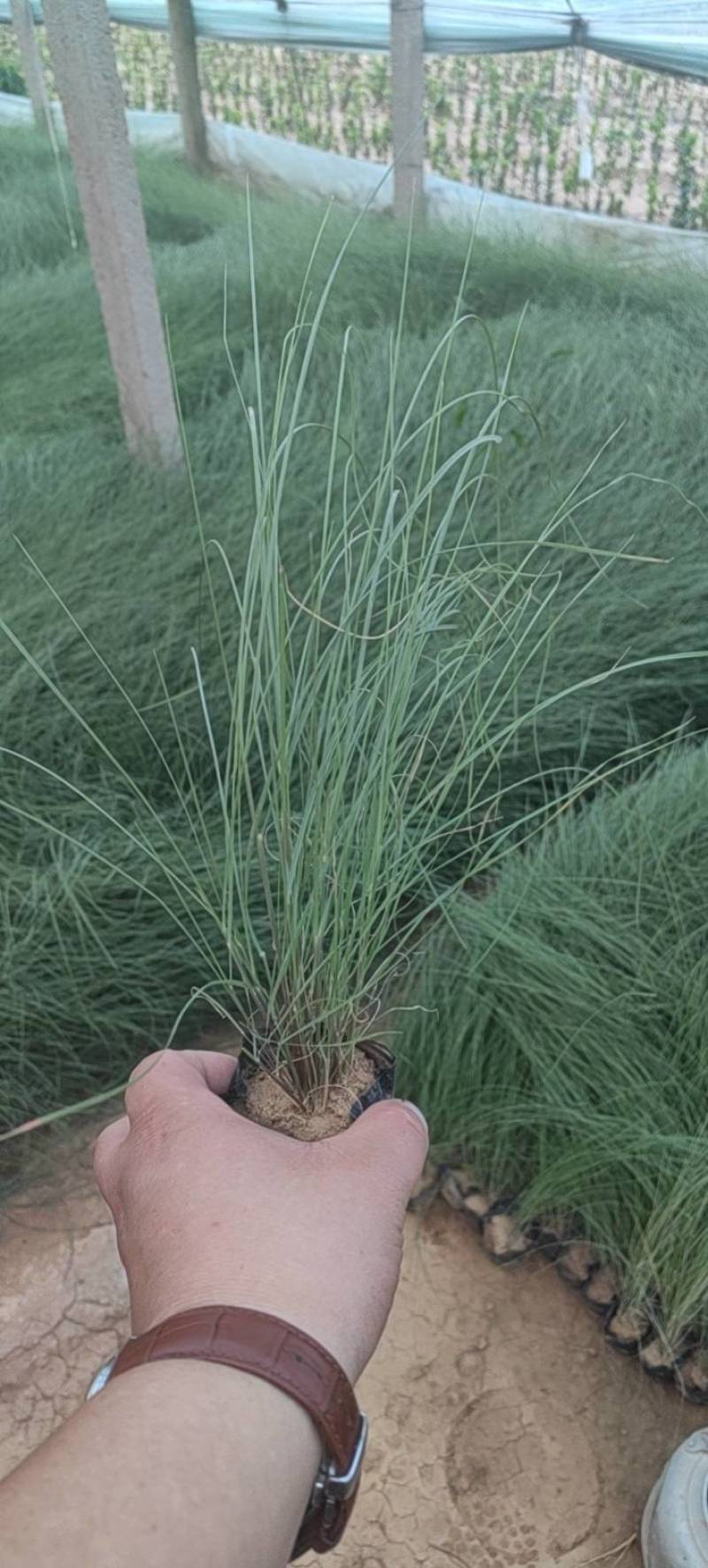 粉黛乱子草花卉盆景一手货源全国代发可视频看货靠谱