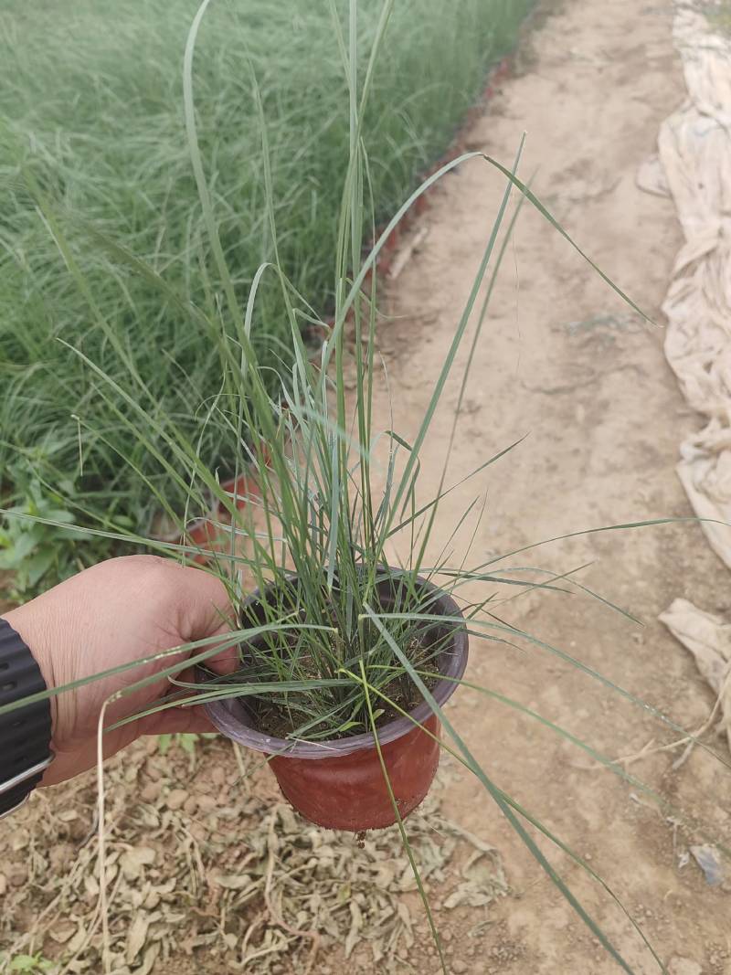 粉黛乱子草花卉盆景一手货源全国代发可视频看货靠谱