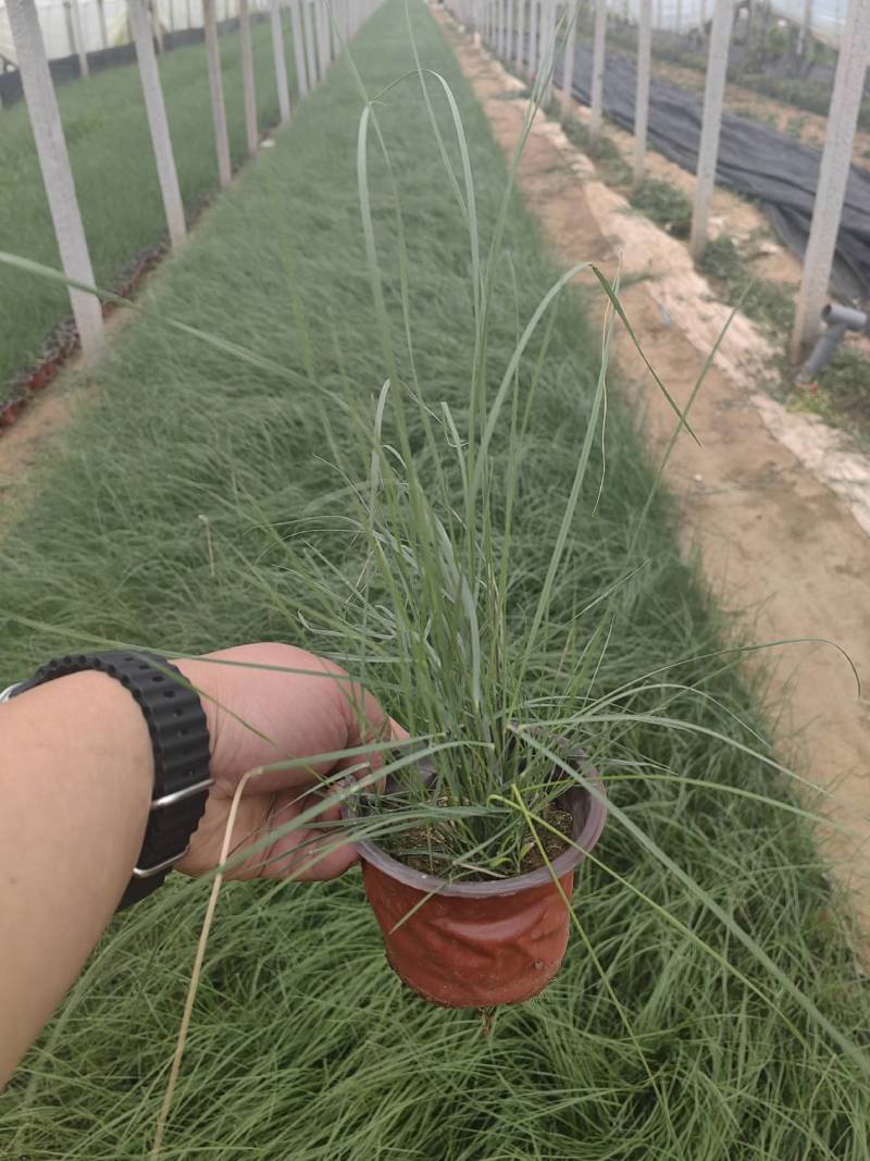 粉黛乱子草花卉盆景一手货源全国代发可视频看货靠谱