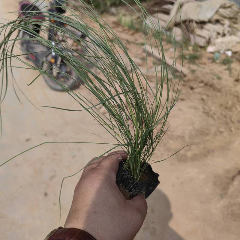 粉黛乱子草花卉盆景一手货源全国代发可视频看货靠谱