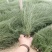 粉黛乱子草花卉盆景一手货源全国代发可视频看货靠谱
