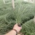 粉黛乱子草花卉盆景一手货源全国代发可视频看货靠谱