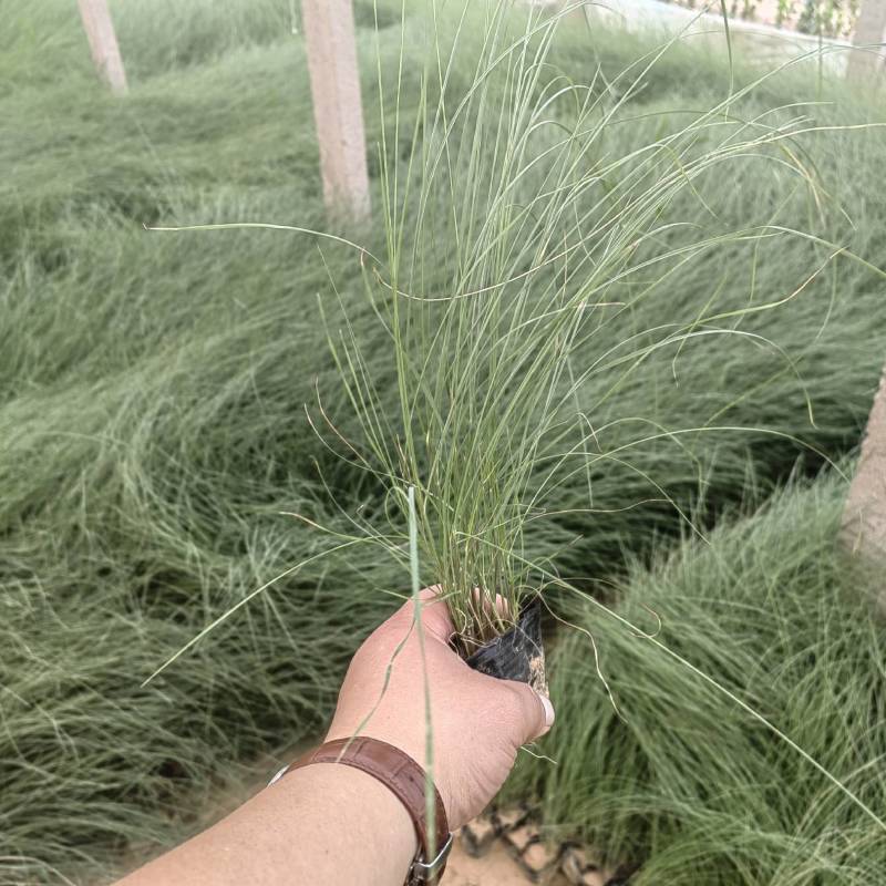粉黛乱子草花卉盆景一手货源全国代发可视频看货靠谱