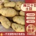 精品土豆，黄皮黄心土豆，质量好，沃土个头大，商超品质好