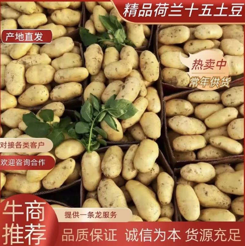 精品土豆，黄皮黄心土豆，质量好，沃土个头大，商超品质好