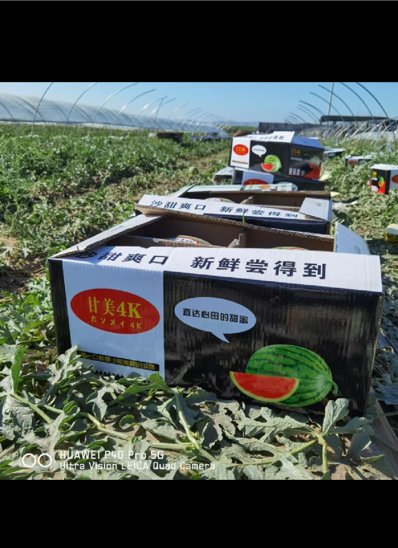 甘美4K西瓜基地对接各大商超市场社区团购全国发货