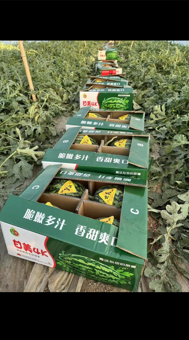 甘美4K西瓜基地对接各大商超市场社区团购全国发货