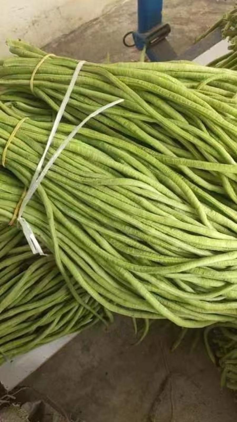 精品豆角湖北长豆角大量上市产地直供量大优惠来电咨询