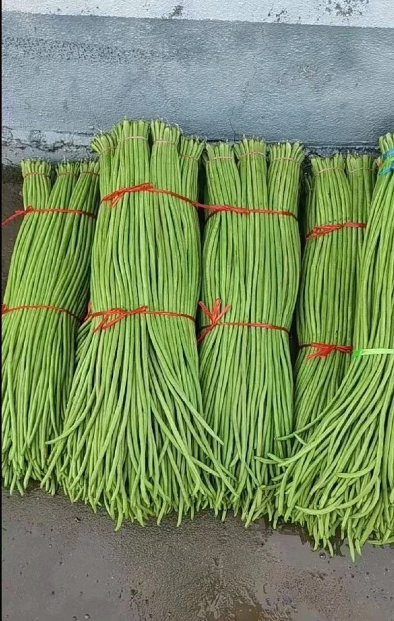 精品豆角湖北长豆角大量上市产地直供量大优惠来电咨询