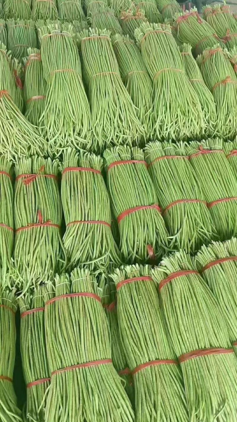 精品豆角湖北长豆角大量上市产地直供量大优惠来电咨询