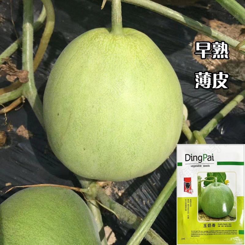 玉奶香甜瓜种子，400粒