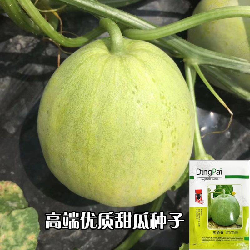 玉奶香甜瓜种子，400粒，糖度19