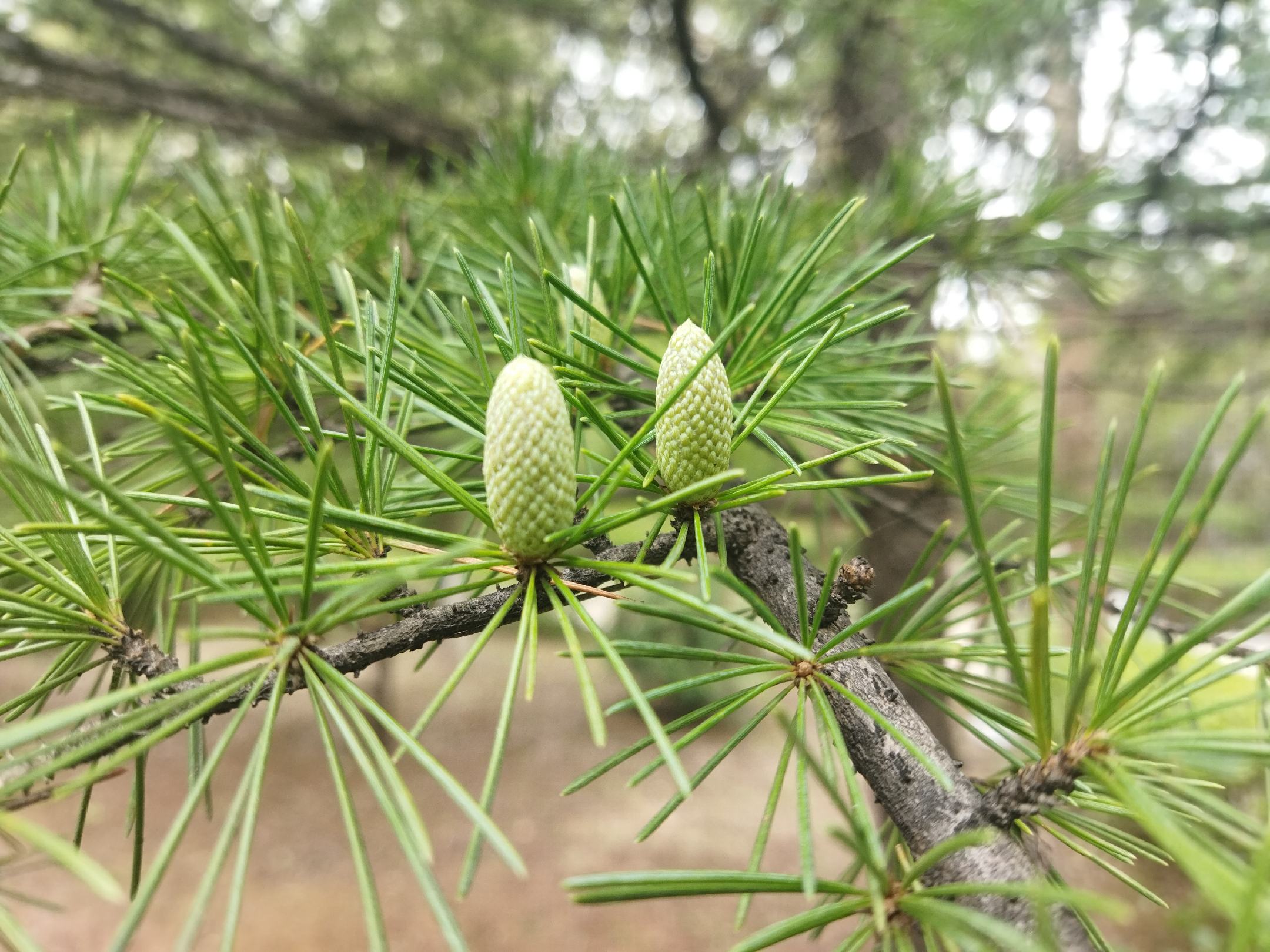 不同品种蜂蜜对比图