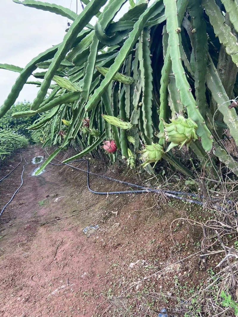 海南红心火龙果40果