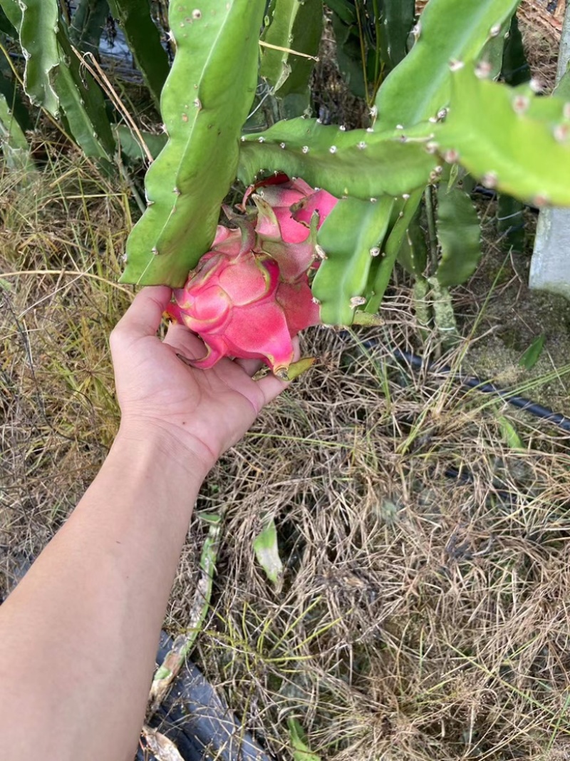 海南红心火龙果40果