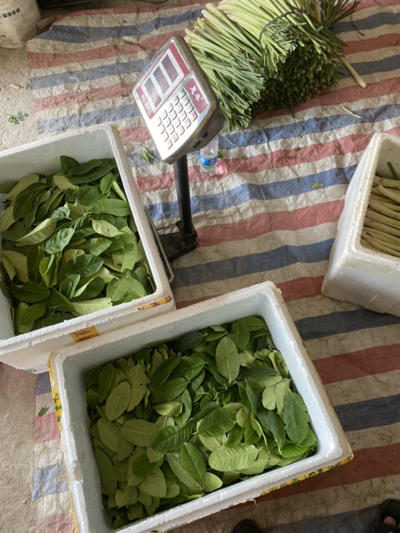香水柠檬叶香料调味叶子漂亮，鱼生必备的香料。