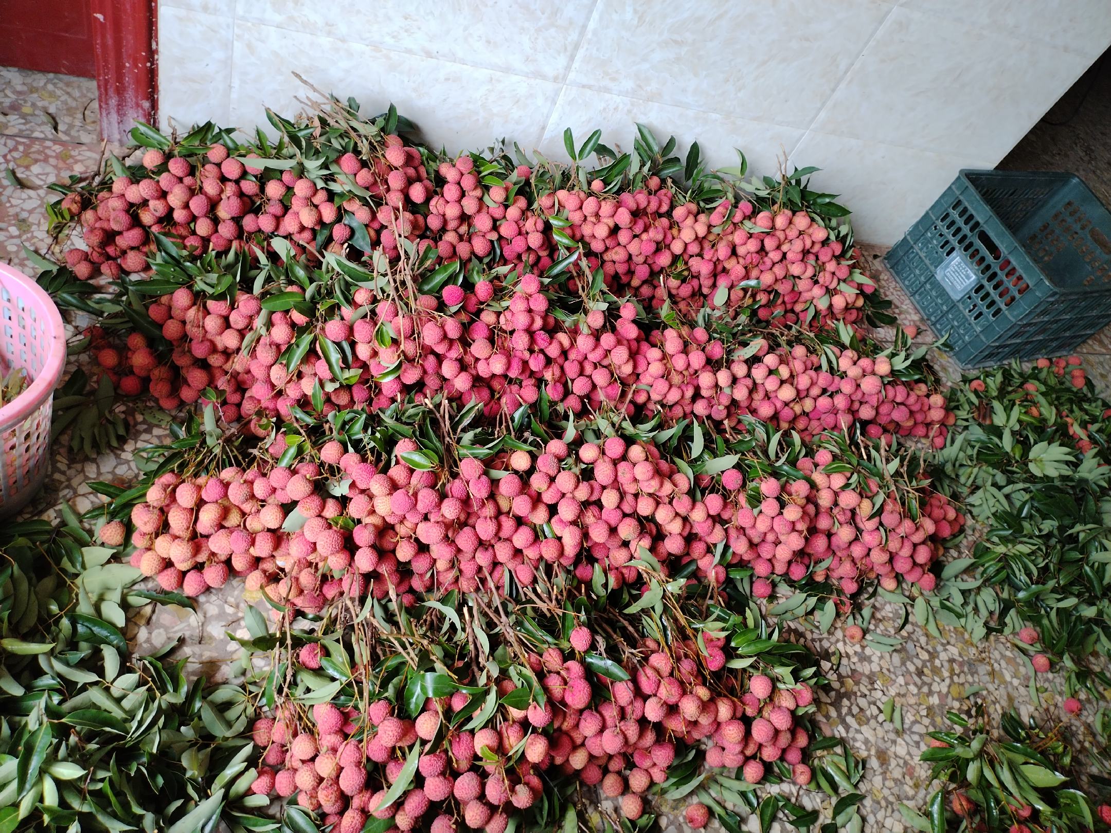 高州荔枝正在被打包装箱,准备出口海外,展现出其国际化的发展趋势 荔枝包装与出口现场