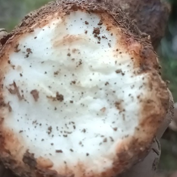 野生白肉土茯苓